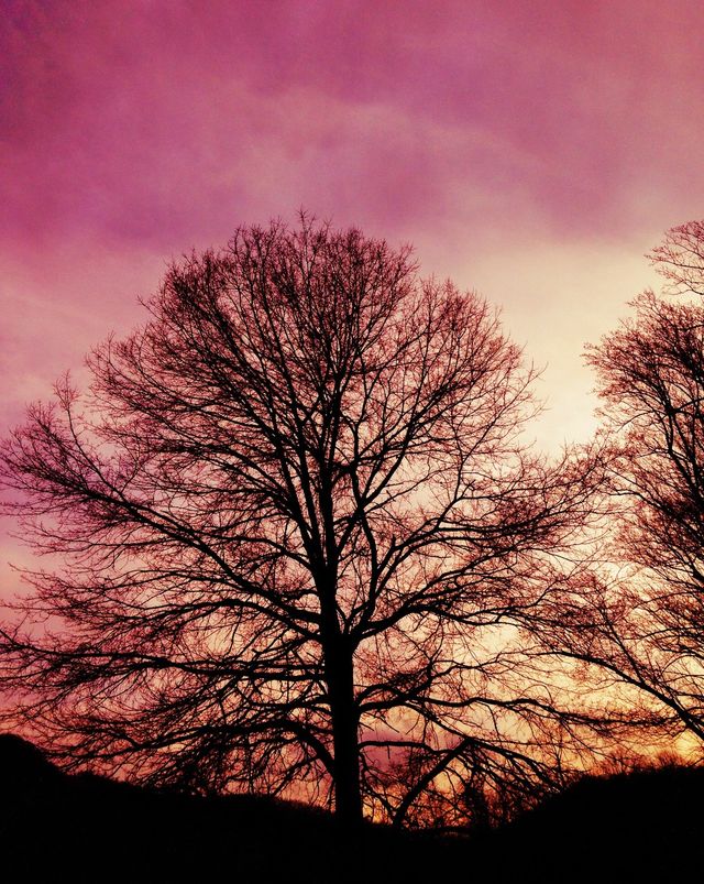 Winter Tree