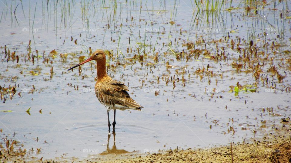wetland bird sri lanka