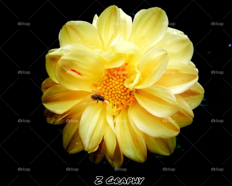 Yellow flower with bee