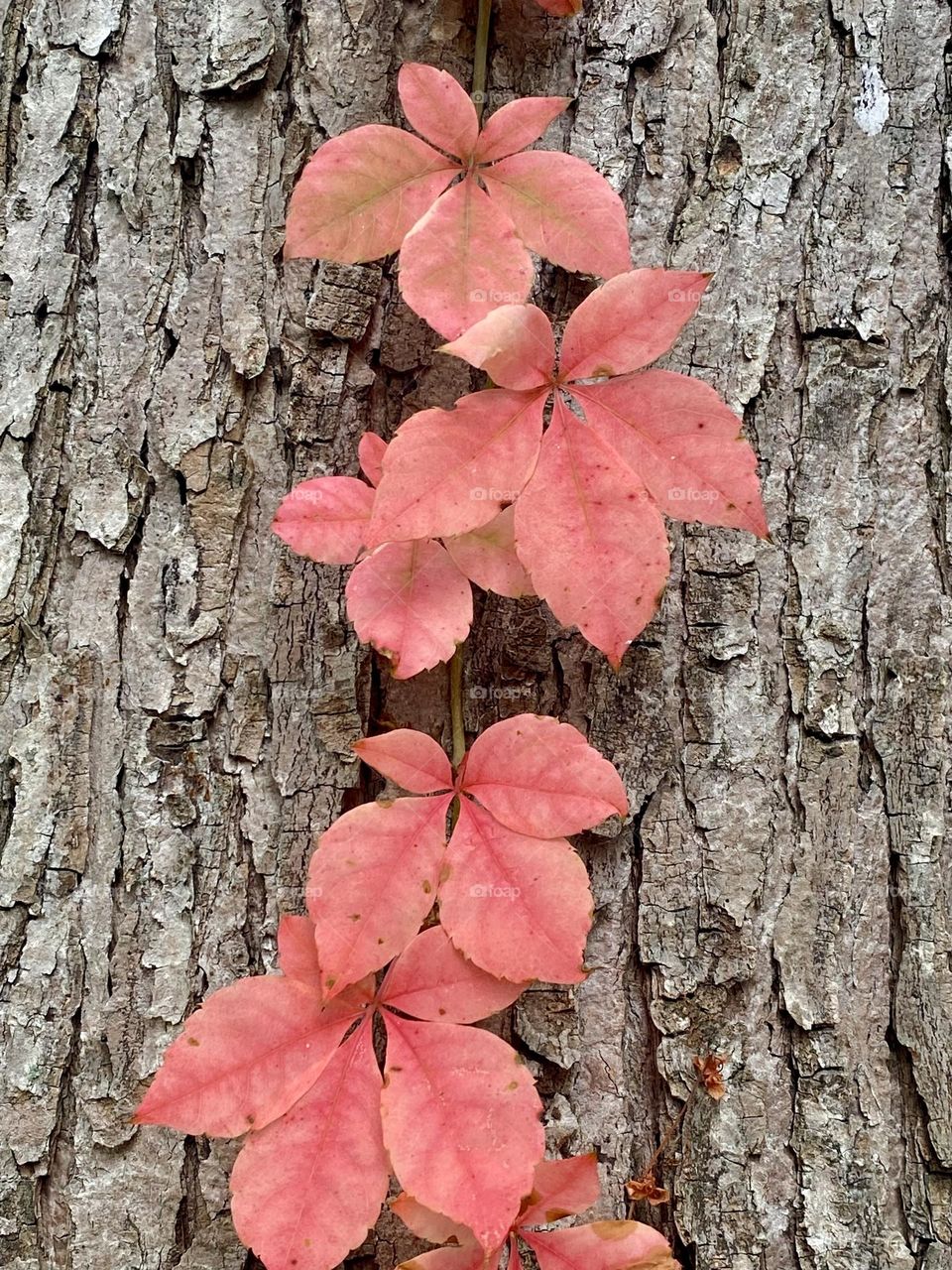 A bright red vine climbing up a tree trunk