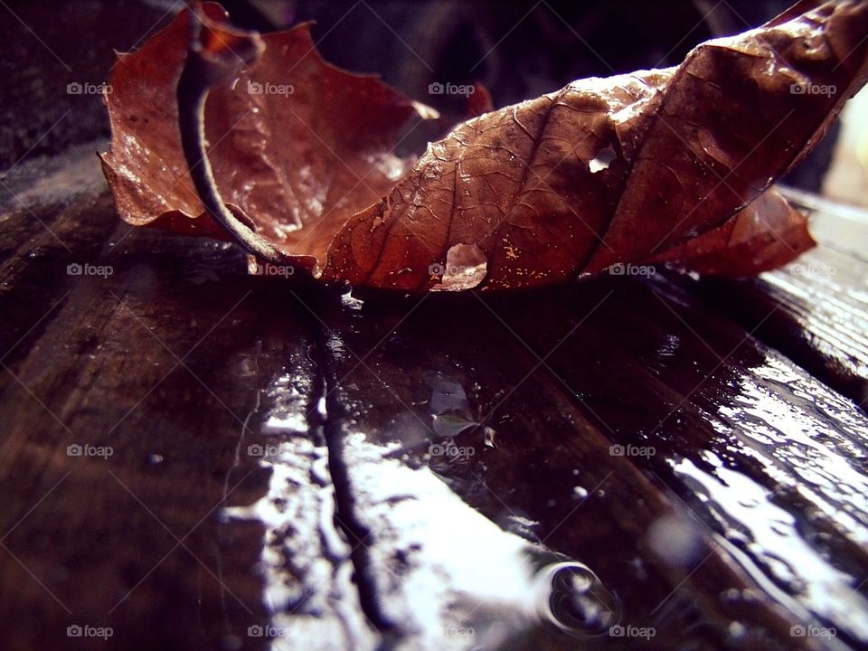 Autumn rain reflections 