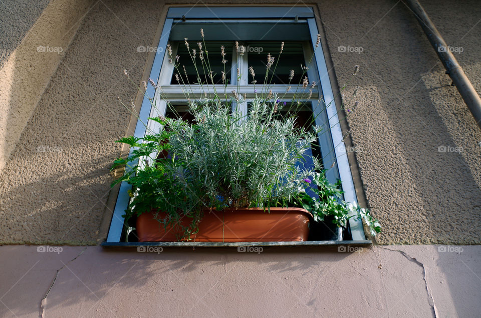 Low angle view of window sill with potted lavender and other potted plants or herbs on it.