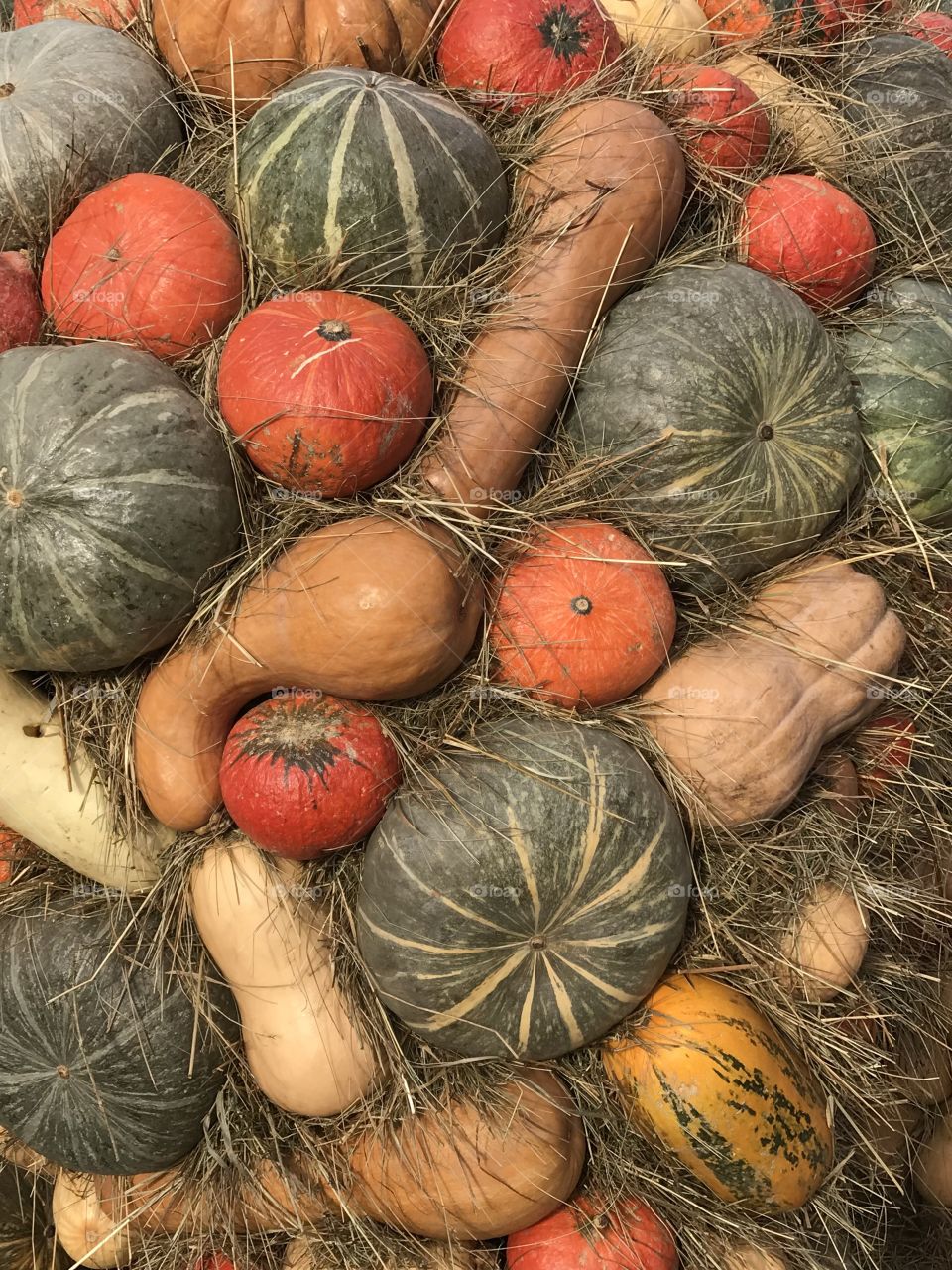 Pumpkin variety 