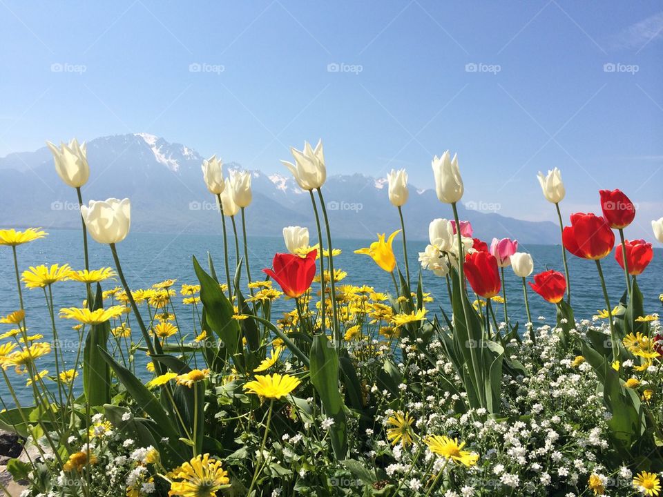 Fresh flowers blooming in front of lake