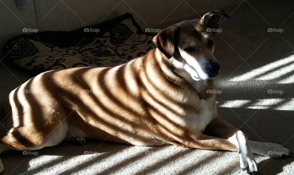 Zebra dog. Dog posed in sunlit patch filtered through venetian blinds