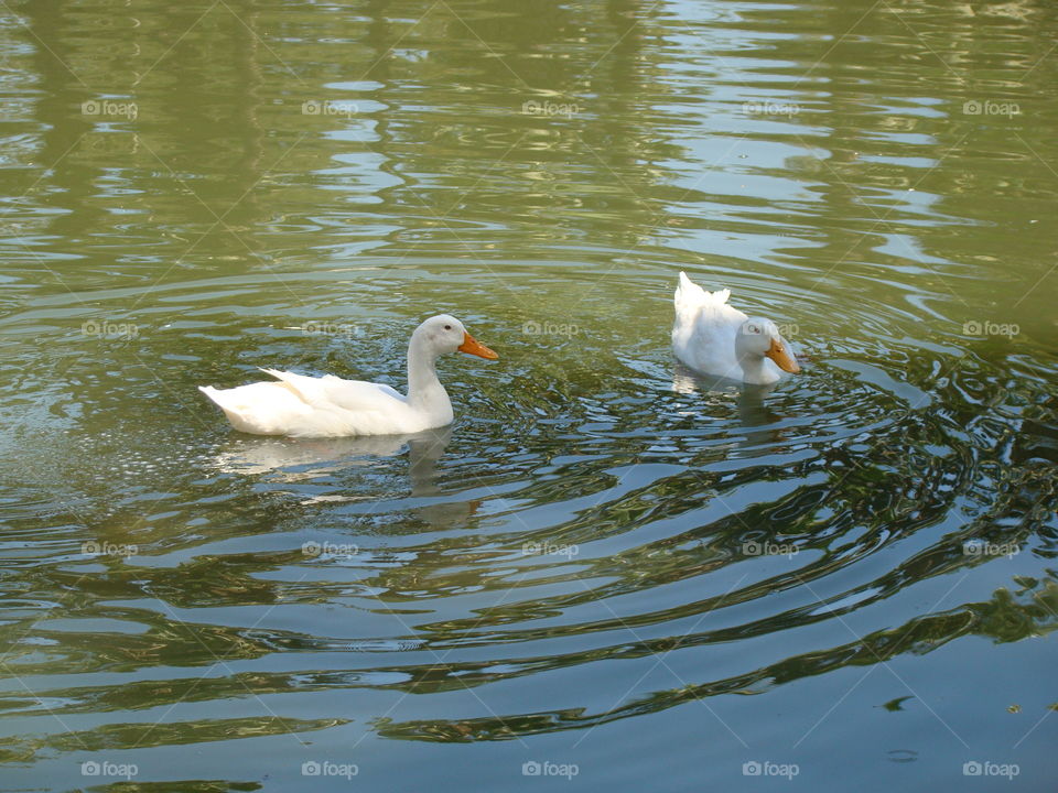 Swimming