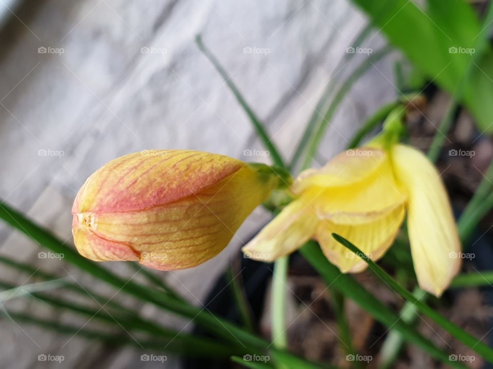 beautiful flowers in my garden