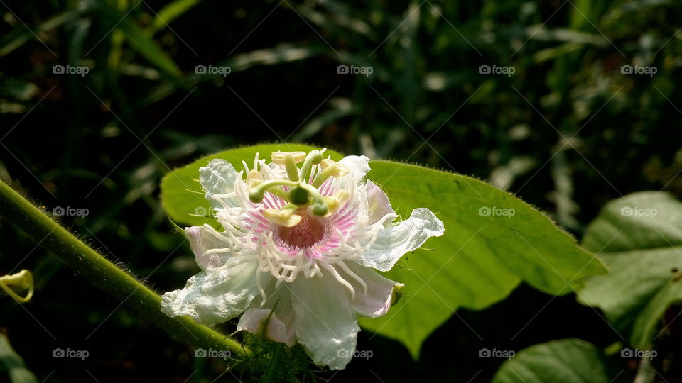 the beautiful pink and white colour flowers in macro images