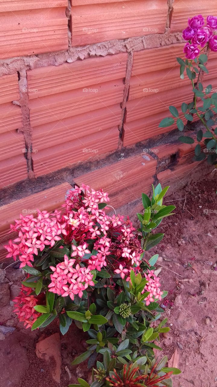 flor na cor Pink plantado ao lado de um muro