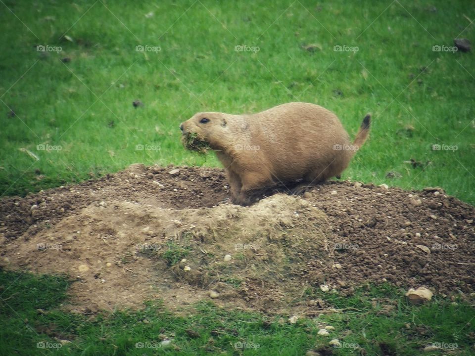 Prairie dog