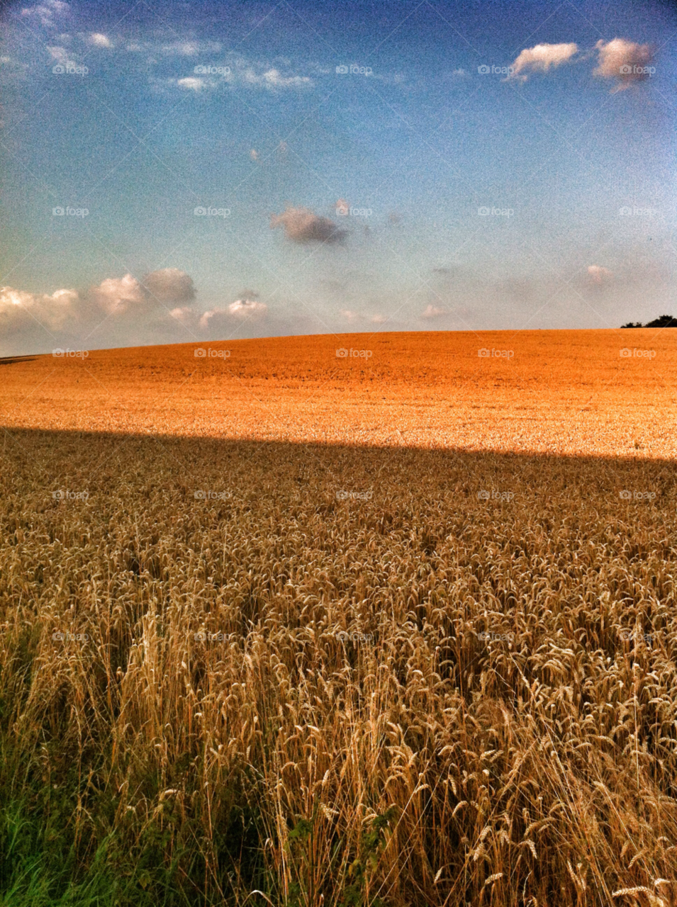 landscape summer corn field by SirBluto