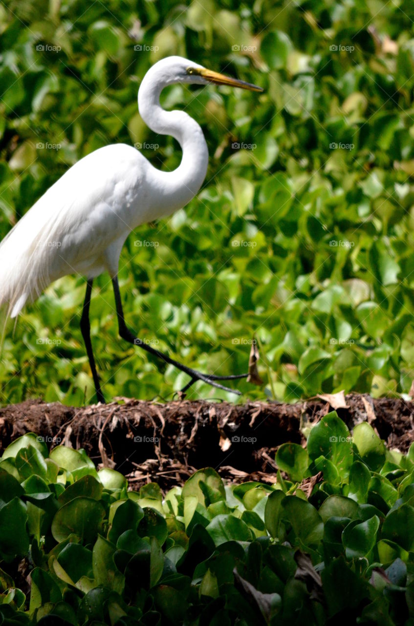 Snowy egret walking