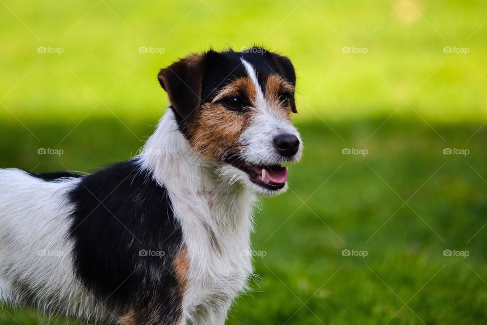 Beautiful jrt head