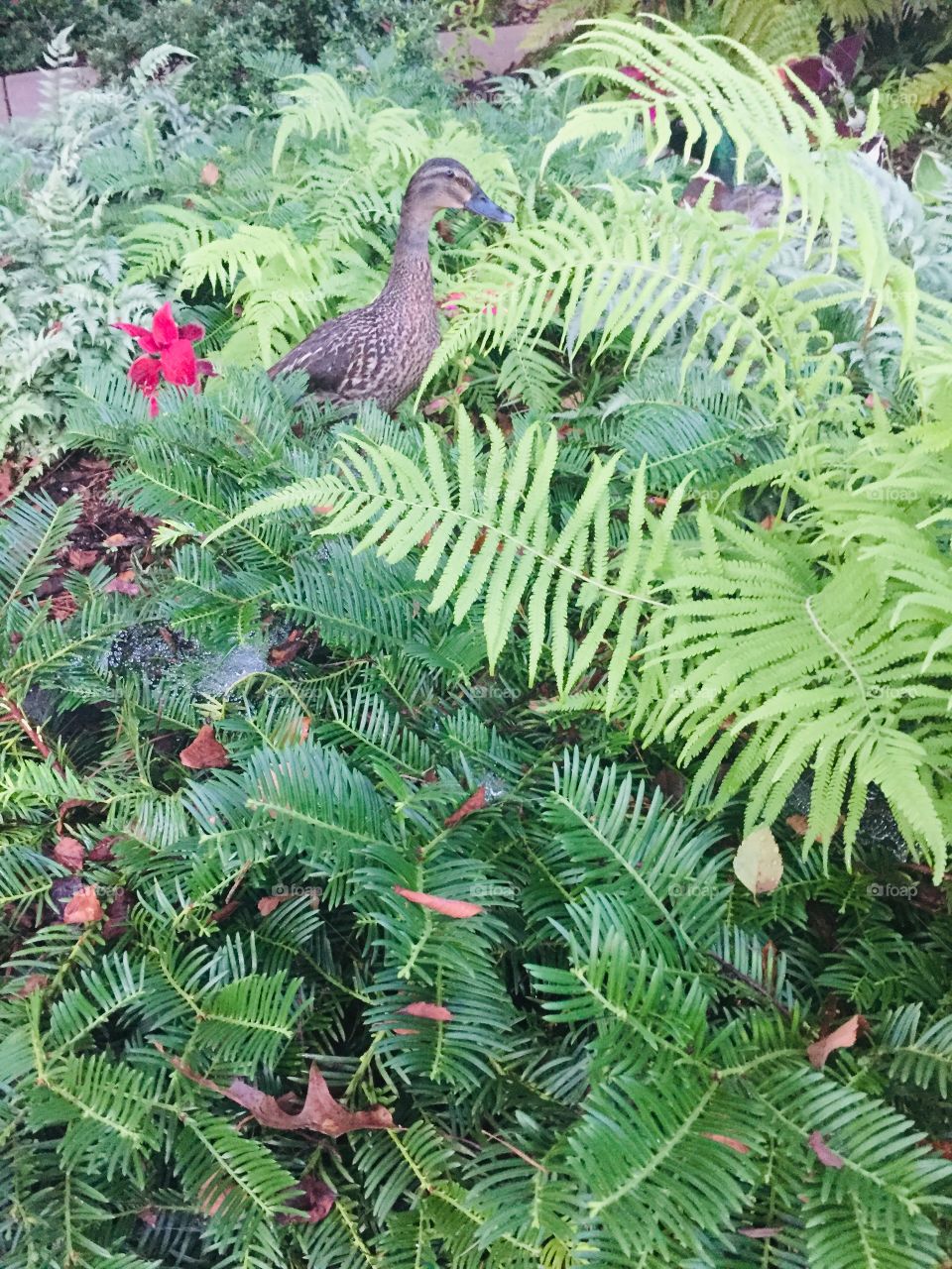 Hiding among the foliage