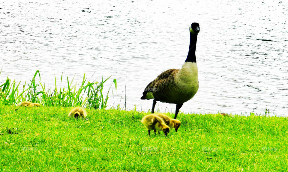 Family of Geese