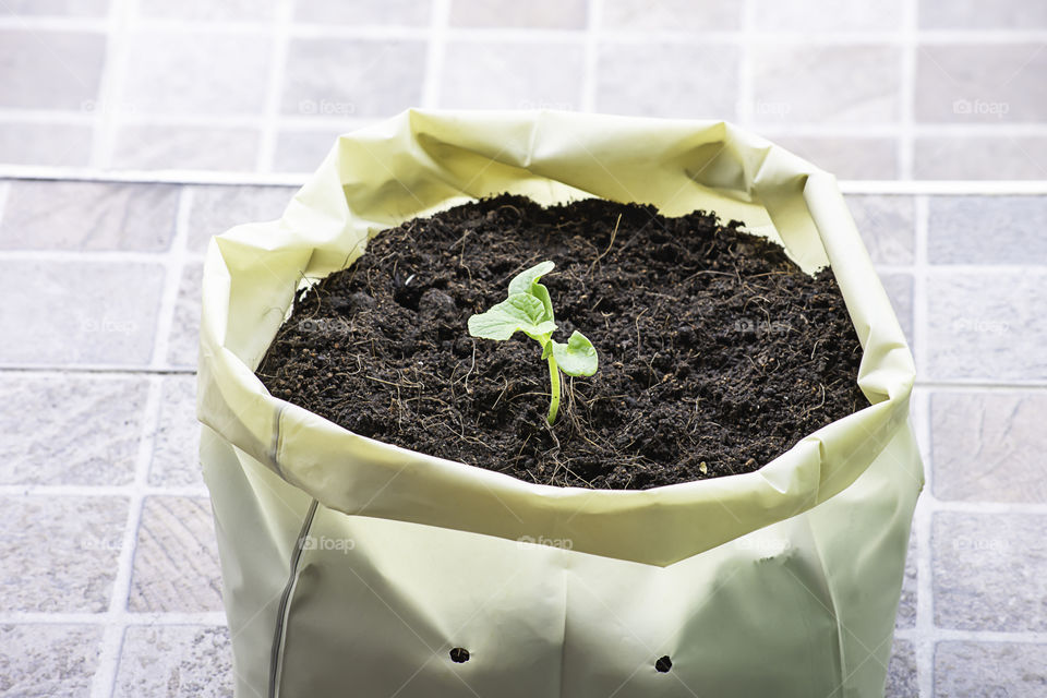 Seedlings of melon that are growing from seed on the ground in a plastic bag.