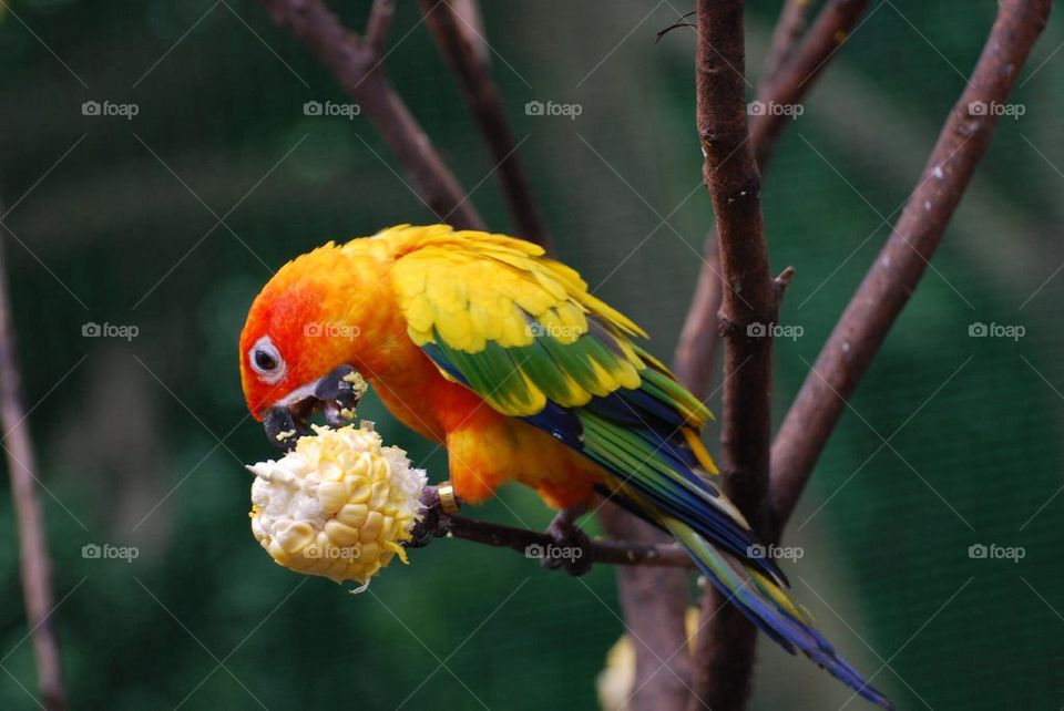 Bird munching on a corn