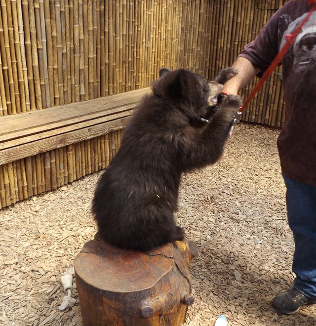 Bear cub