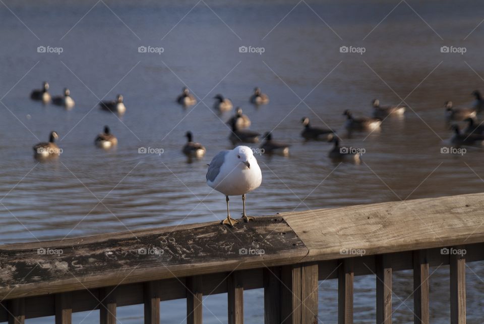 A lone seagull has an onlooking crowd of geese as the cute bird chooses a nearby park instead of its usual beachfront shores as a landing zone.