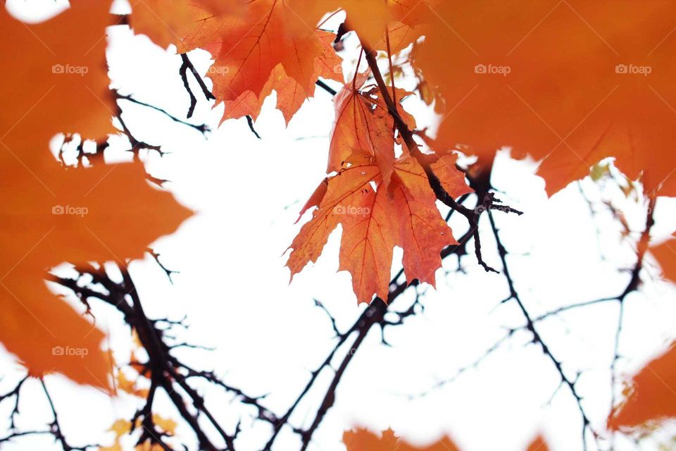 Leaf, Fall, No Person, Nature, Tree