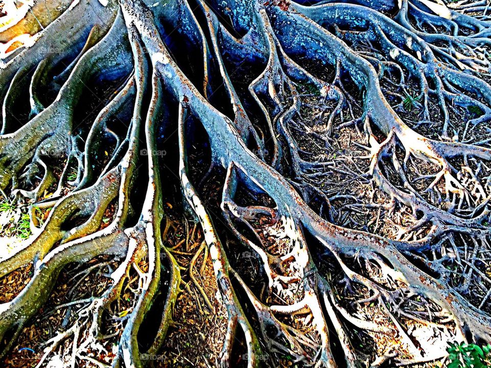 Interesting tree roots