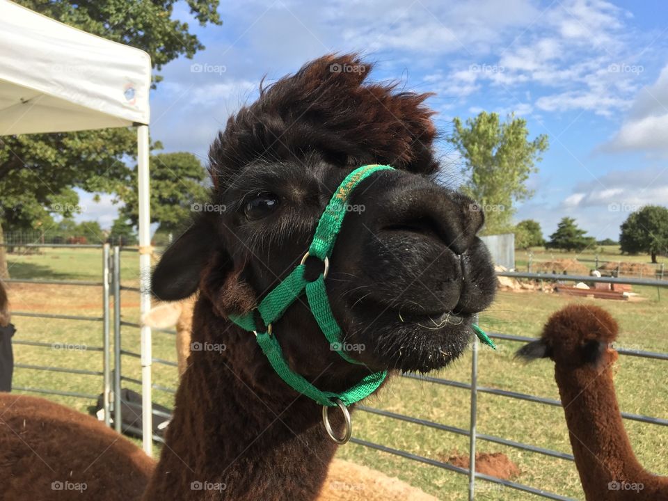 Portrait of alpaca