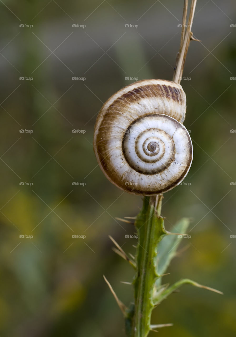 Snail on twig