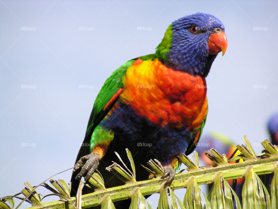 Parrot sitting on a palm branch