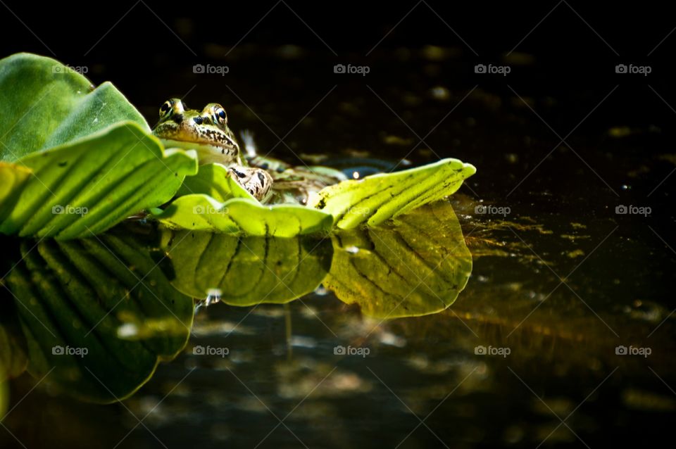 Frog on a leaf