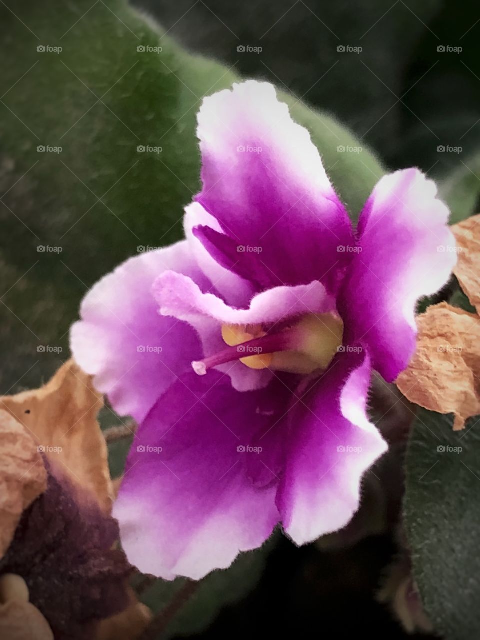 A closeup in the Violet in my garden. They bloom all year long, and are very cute and beautiful, bringing color, brightness and beauty to my house.
