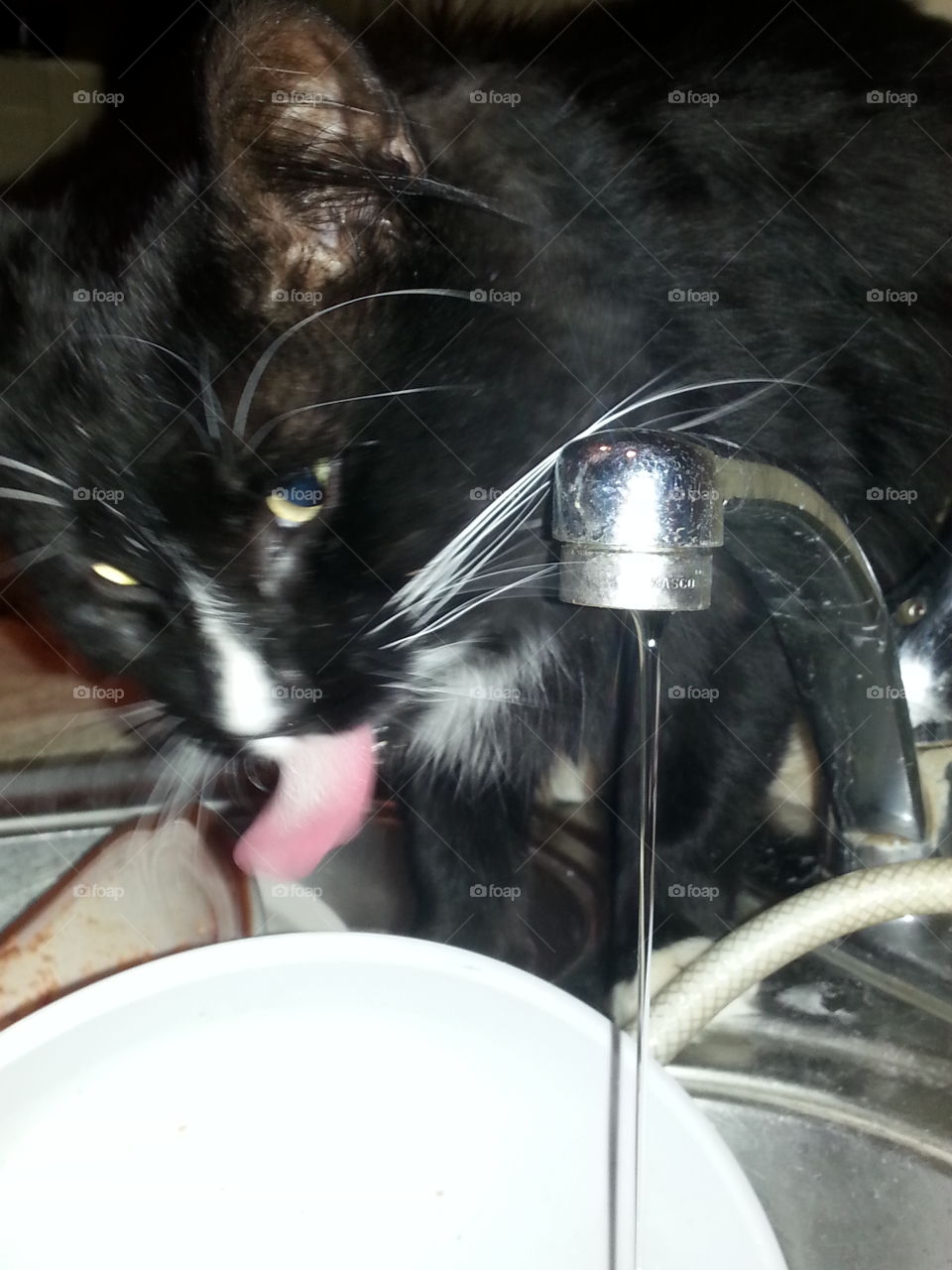 One way to get a drink. cat drinking from faucet
