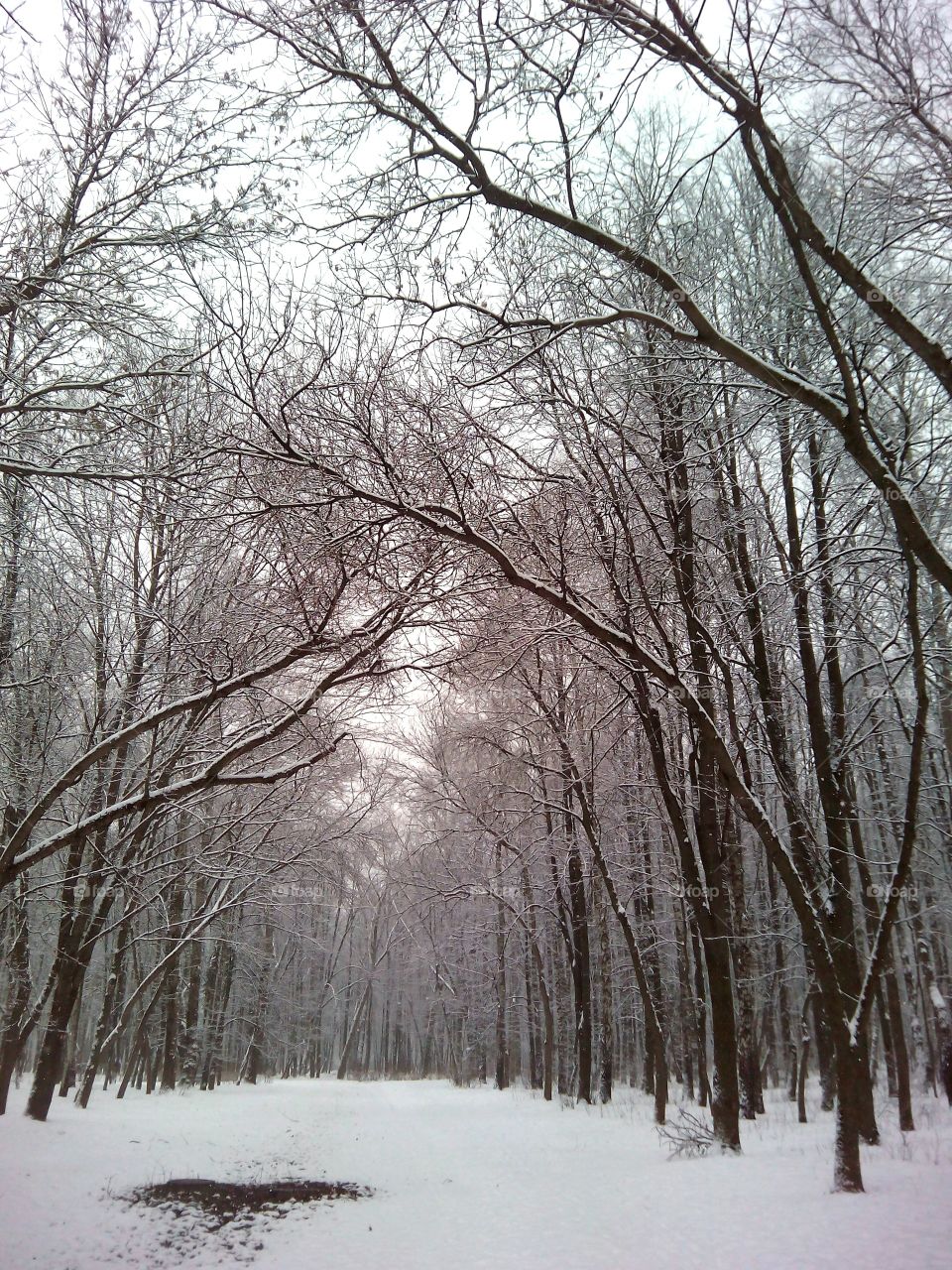 Winter, Snow, Wood, Tree, Landscape