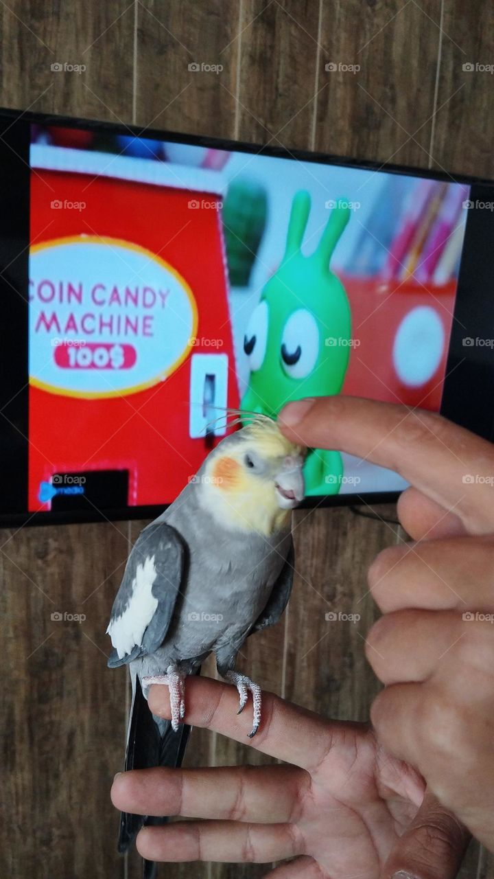 The Dutch Cockatiel is a medium-sized parrot that originated in Australia. They are valued as pets all over the world and are relatively easy to breed.