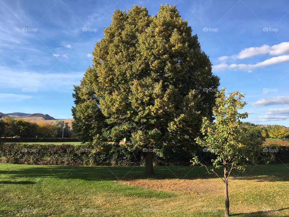 Beautiful green trees 