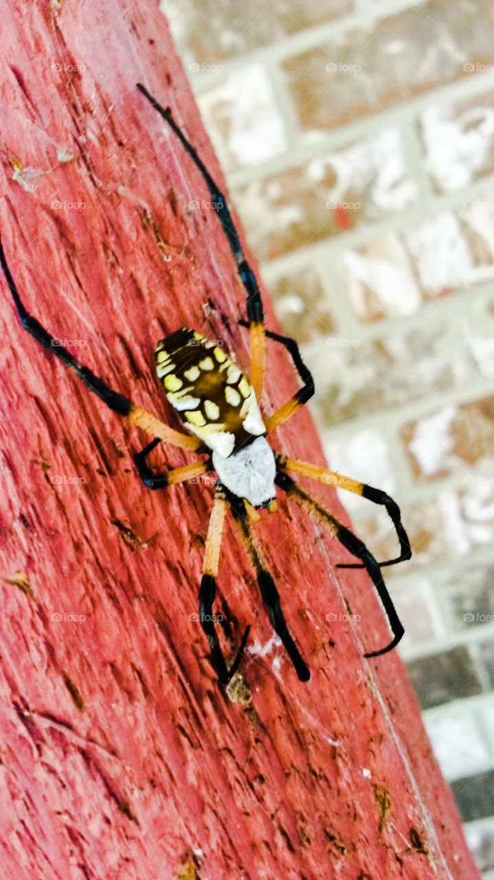 Banana Spider. A banana spider on a red post.