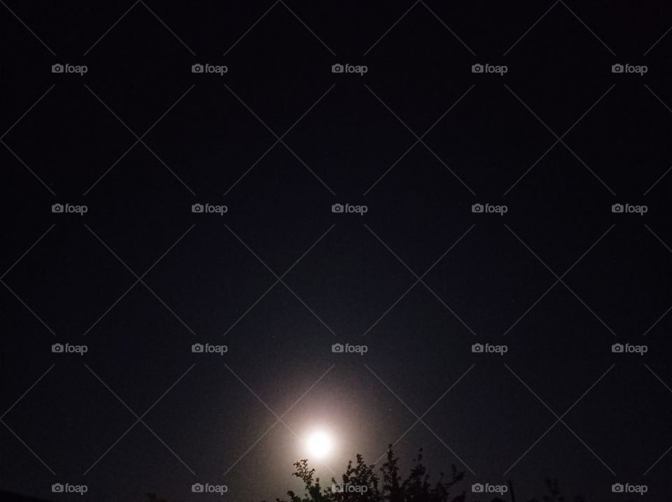 Night, tree, and moon.