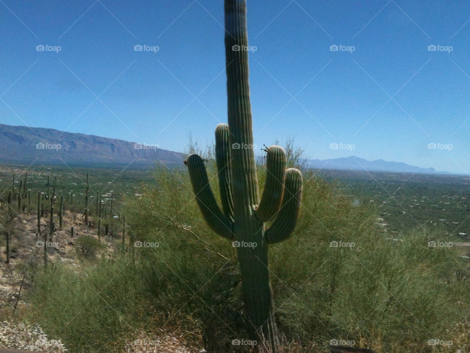cactus museum desert arizona by hurleyg1