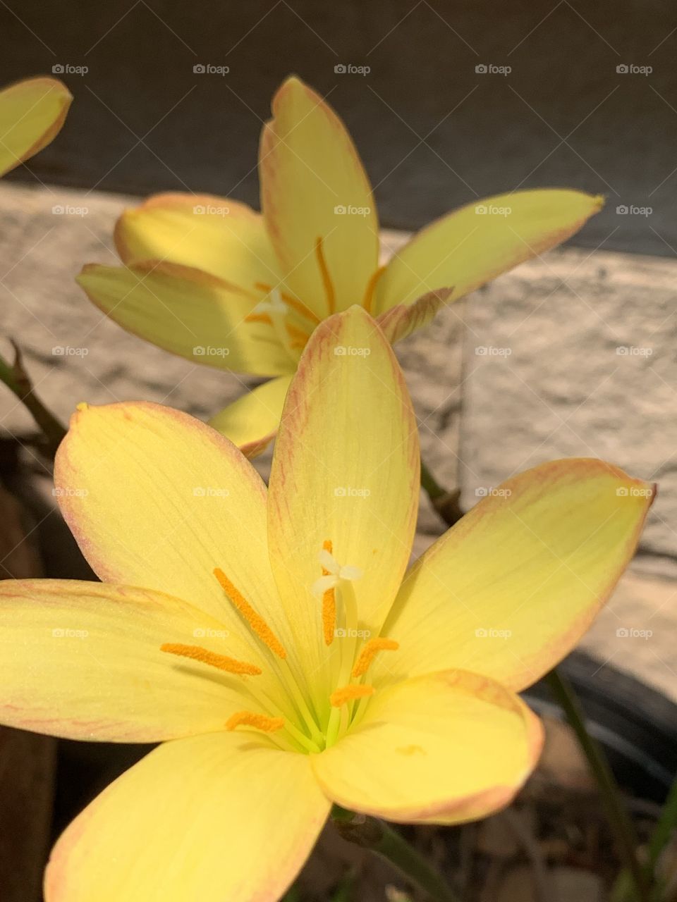 beautiful yellow flower 