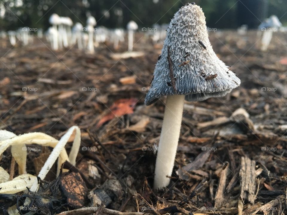 Exiled mushroom