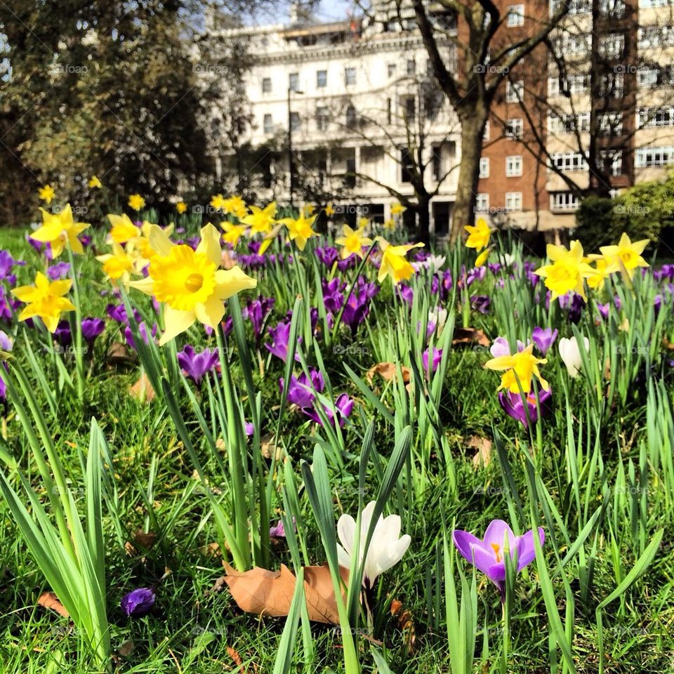 Spring in Hyde Park