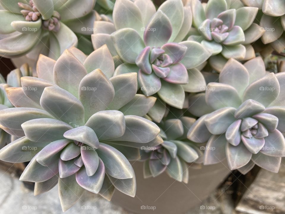 Pastel succulents 