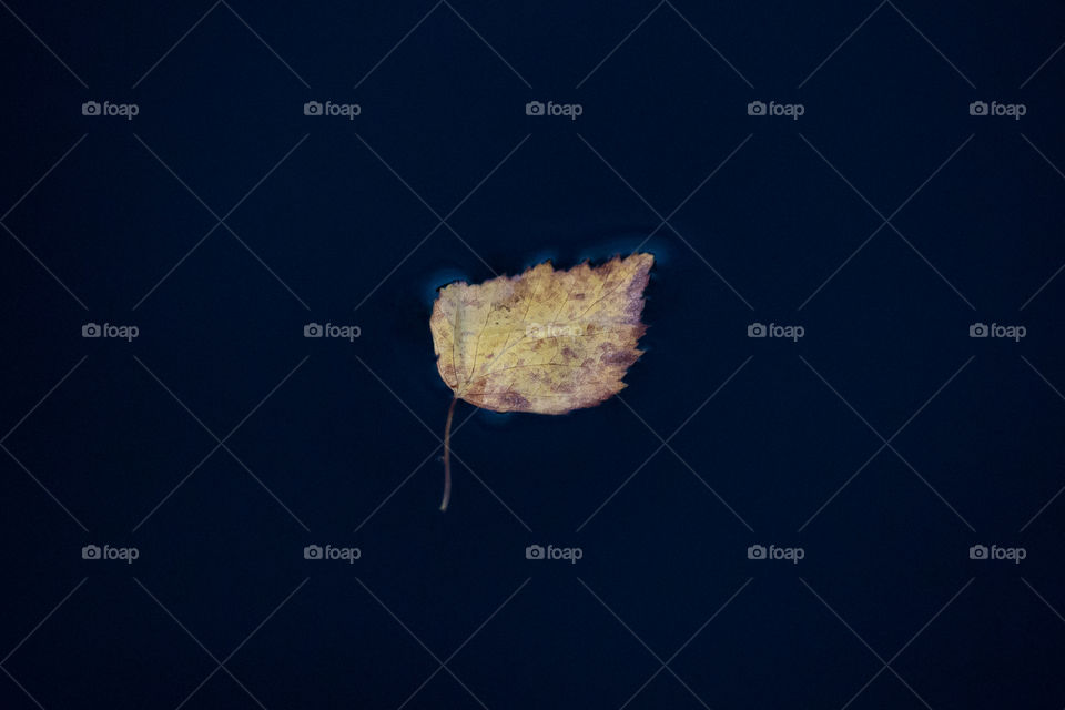 Autumn birch leaf floating on dark water surface - höst löv vattenyta