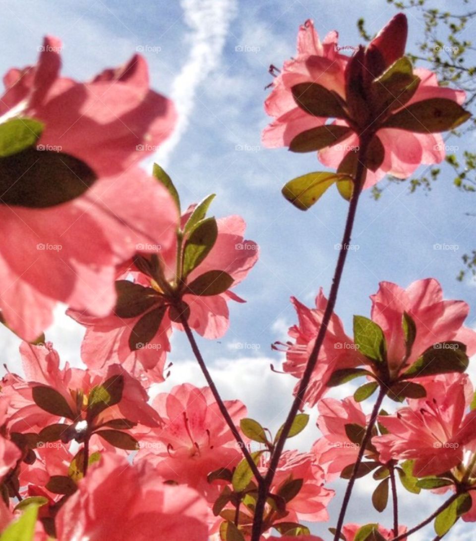 Close-up of flowering plant