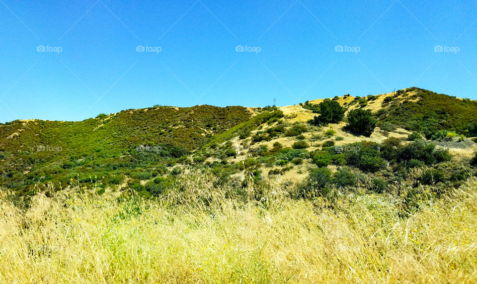 Grassy Hill Top