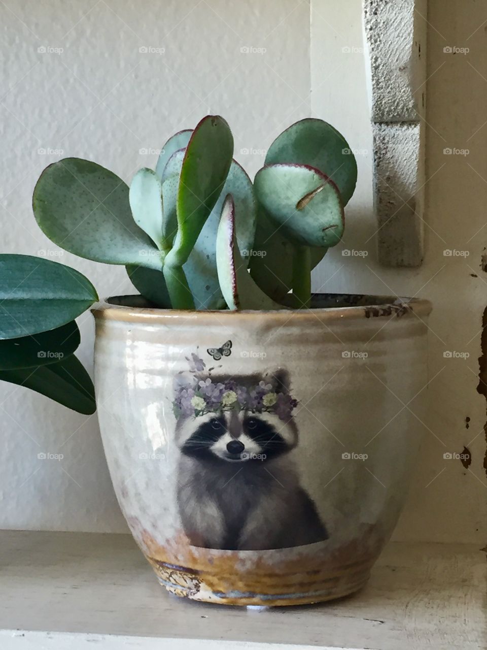 Raccoon Succulent