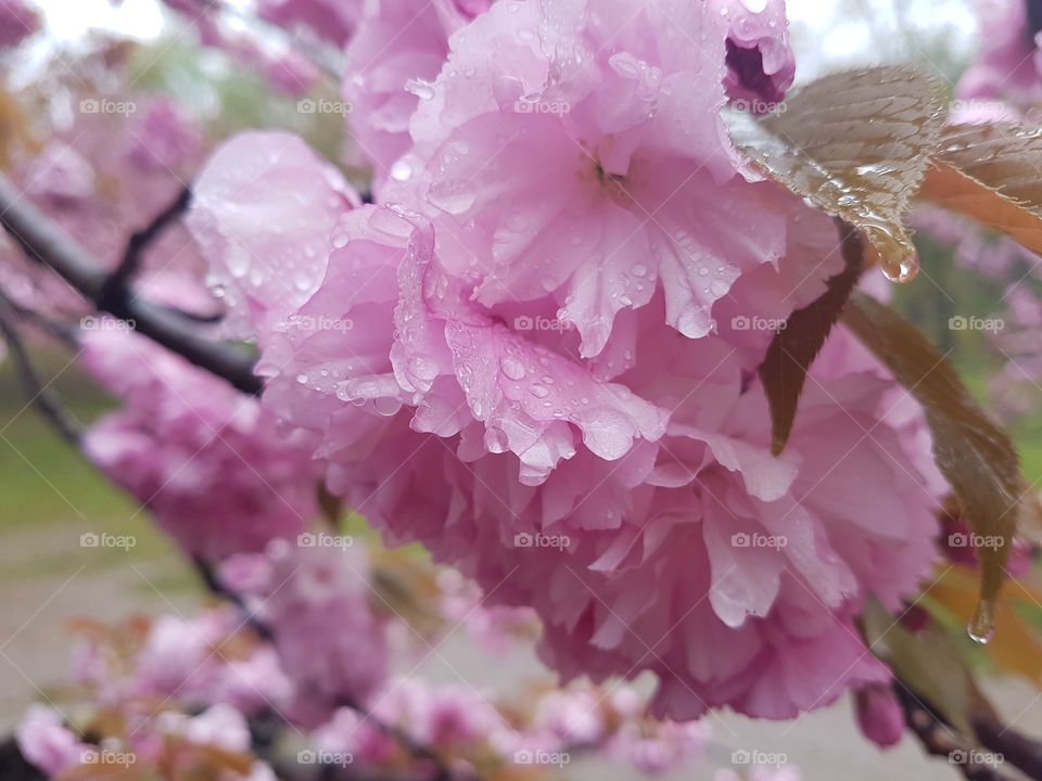 pink Cherry flowers in the spring rain
