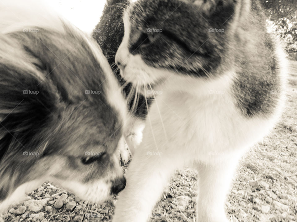 Tabby cat and Papillon dog in black and white