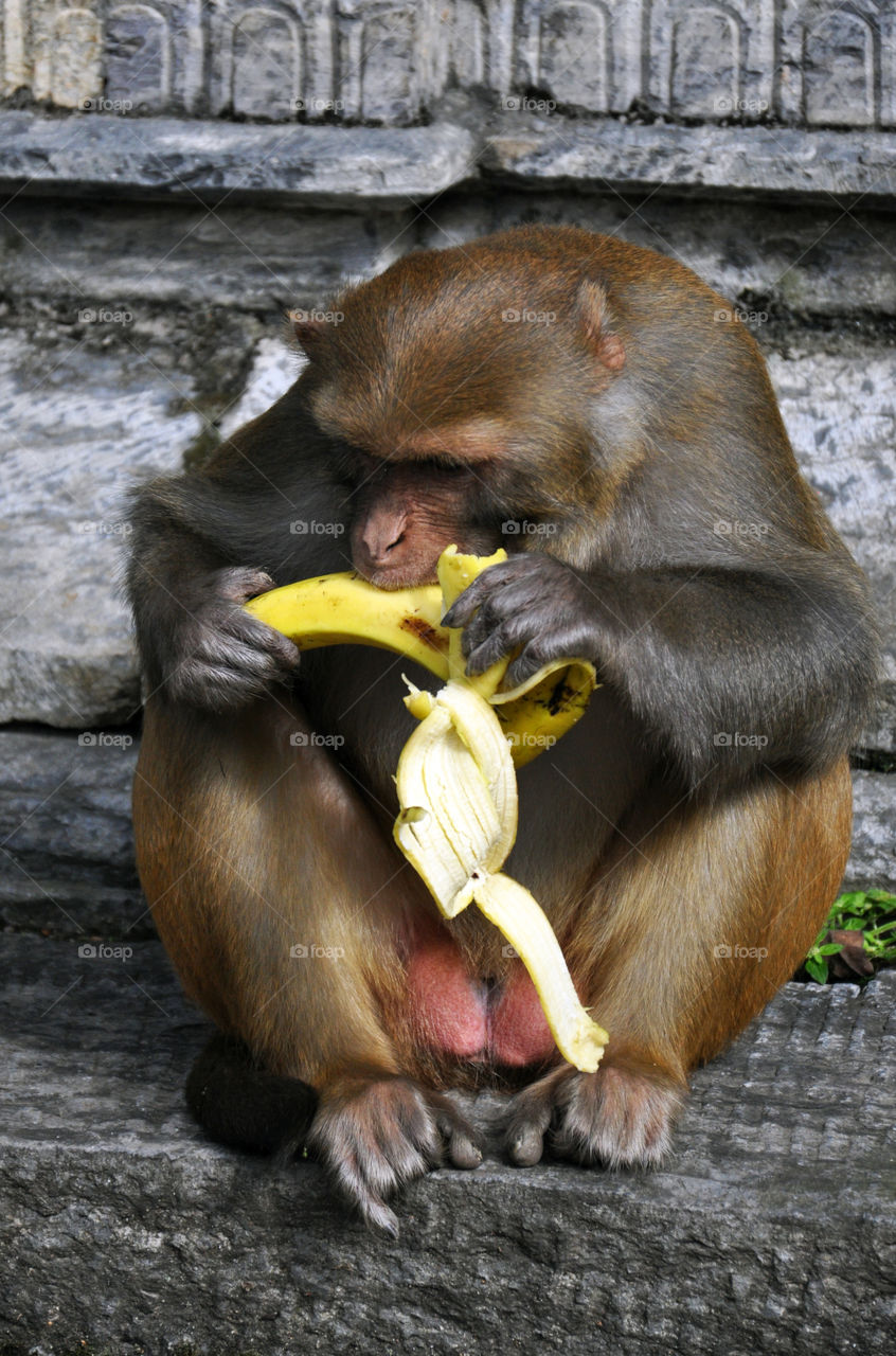 monkey in Nepalese temple in Kathmandu