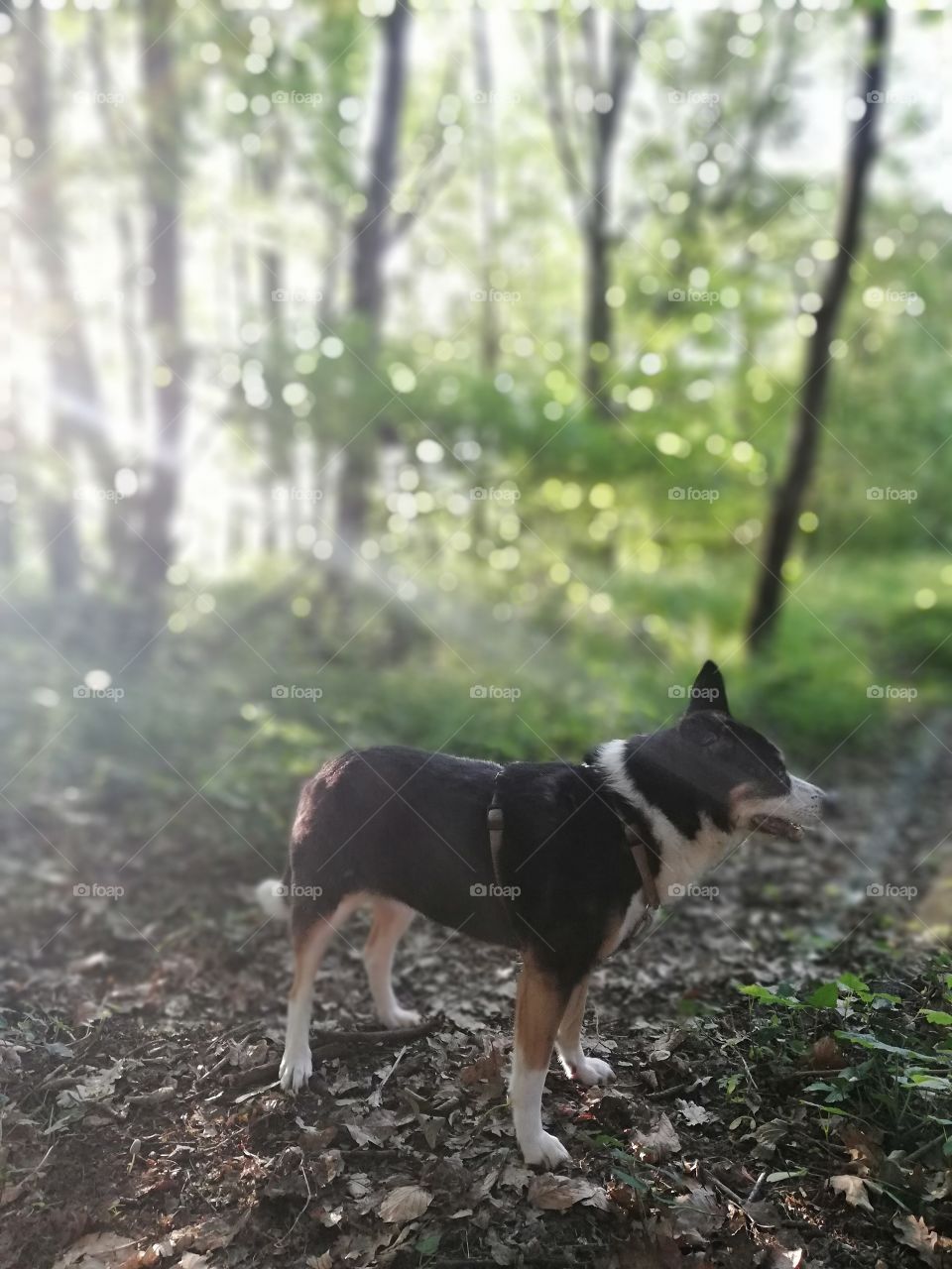 Little dog in the forest with sunlight filtering through trees