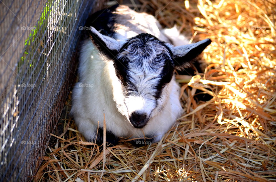 Baby Goats